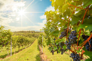 Agriculture en Espagne